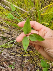 Clematis cunninghamii