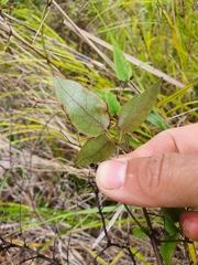 Clematis cunninghamii