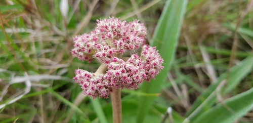 Image of Helichrysum griseum by (c) Suvarna Parbhoo Mohan, some rights reserved (CC BY-SA)