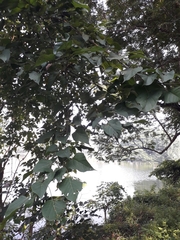Ficus religiosa