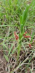 Acalypha peduncularis