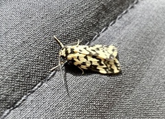 Goniosema anguliscripta