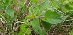 Acalypha peduncularis