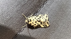 Goniosema anguliscripta