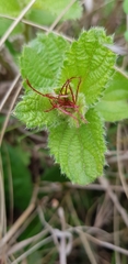Acalypha peduncularis