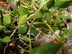 Dendrobium pugioniforme