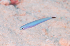 Ptereleotris heteroptera