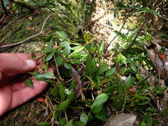 Dendrobium pugioniforme