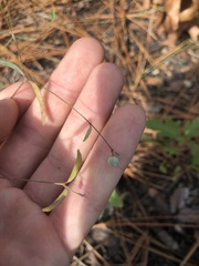 Euphorbia curtisii