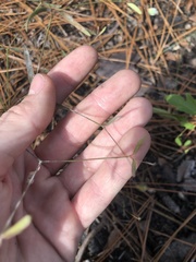 Euphorbia curtisii