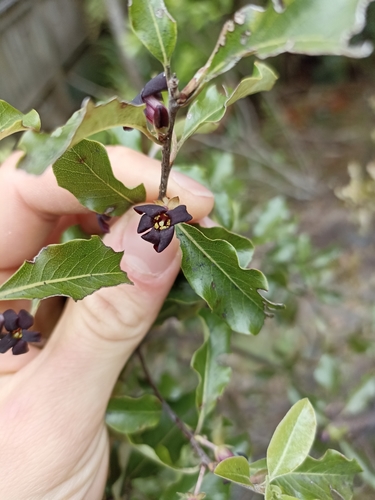 Pittosporum tenuifolium