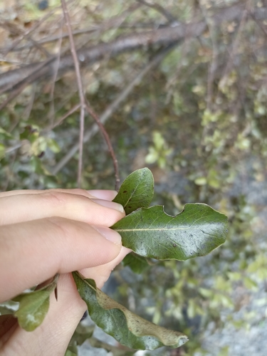 Pittosporum tenuifolium