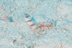 Amblyeleotris steinitzi