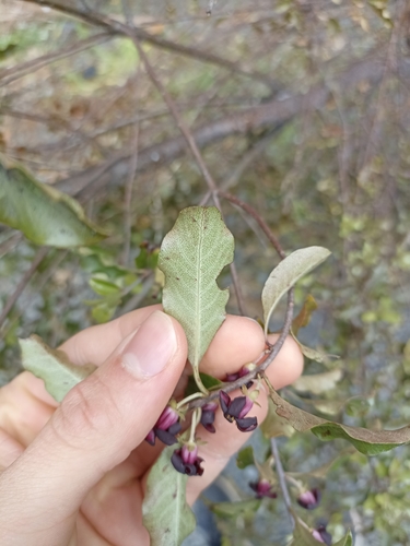 Pittosporum tenuifolium