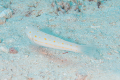 Valenciennea puellaris