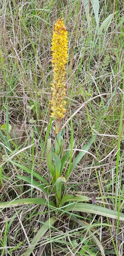 Image of Disa woodii by (c) Suvarna Parbhoo Mohan, some rights reserved (CC BY-SA)