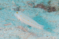 Valenciennea puellaris
