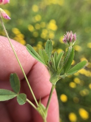 Trifolium bifidum