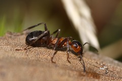 Formica polyctena