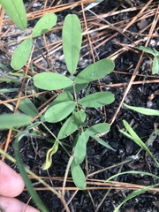 Tephrosia florida