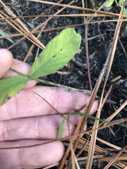 Tephrosia florida