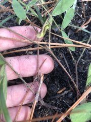 Tephrosia florida