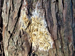 Subantrodia juniperina