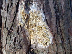 Subantrodia juniperina