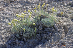 Eriogonum anemophilum