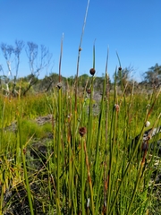 Chorizandra sphaerocephala