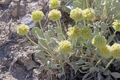 Eriogonum anemophilum