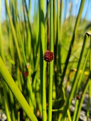 Chorizandra sphaerocephala