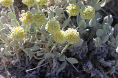 Eriogonum anemophilum