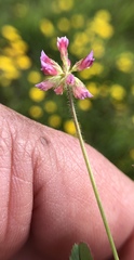 Trifolium bifidum
