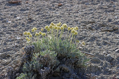 Eriogonum anemophilum