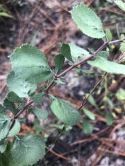 Crataegus munda