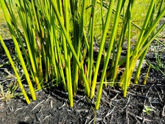 Chorizandra sphaerocephala