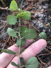 Crataegus munda