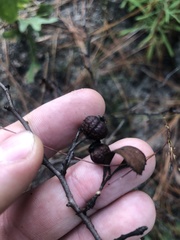 Crataegus munda