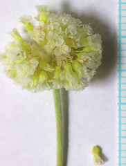 Eriogonum anemophilum