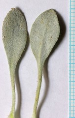 Eriogonum anemophilum