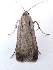 Tathorhynchus exsiccata
