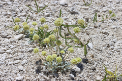 Eriogonum argophyllum