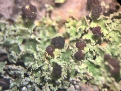 Tremella cladoniae