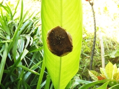 Insecta