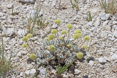 Eriogonum argophyllum