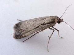 Tathorhynchus exsiccata