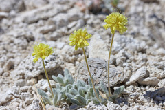 Eriogonum argophyllum