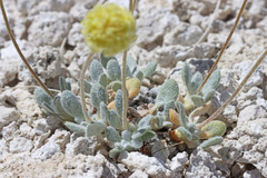 Eriogonum argophyllum