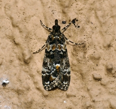 Eudonia protorthra
